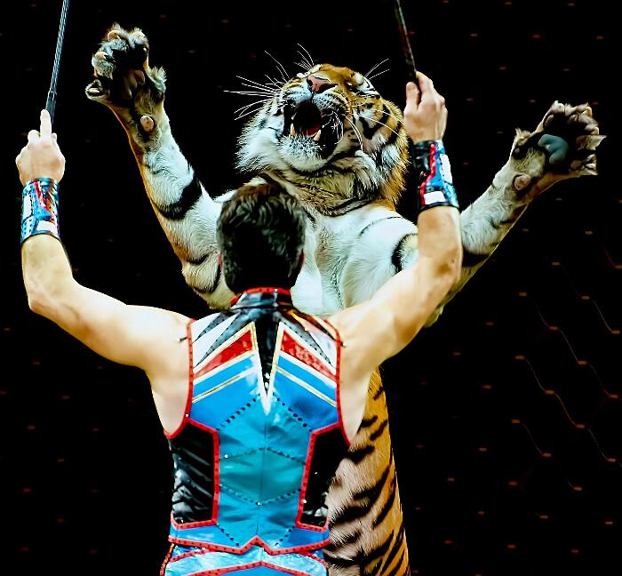 Galles vieta l'impiego di animali selvatici circo