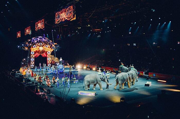 Galles vieta l'impiego di animali selvatici circo