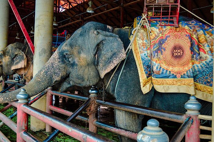 Galles vieta l'impiego di animali selvatici circo