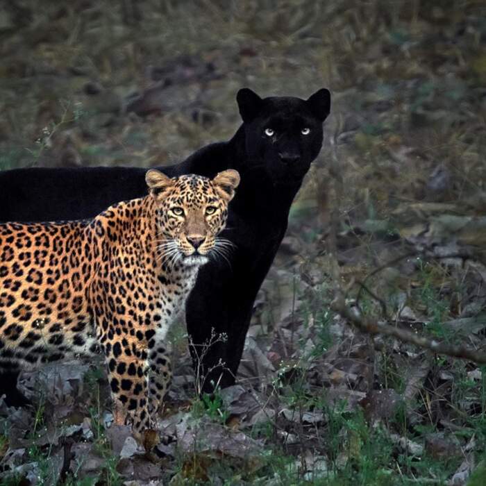 Una Rara Pantera Nera Diventa L Ombra Di Un Leopardo In Un Incredibile Foto Scattata In India