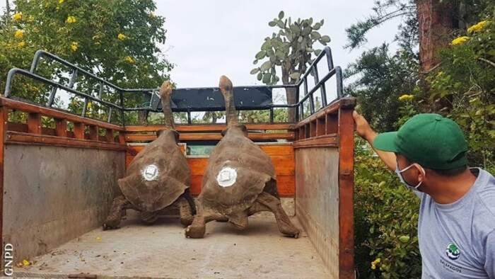 15 tartarughe giganti tornano alle Galapogos