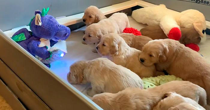 10 Cuccioli Di Golden Retriever Ascoltano Un Draghetto Che Legge Loro Una Fiaba Della Buonanotte