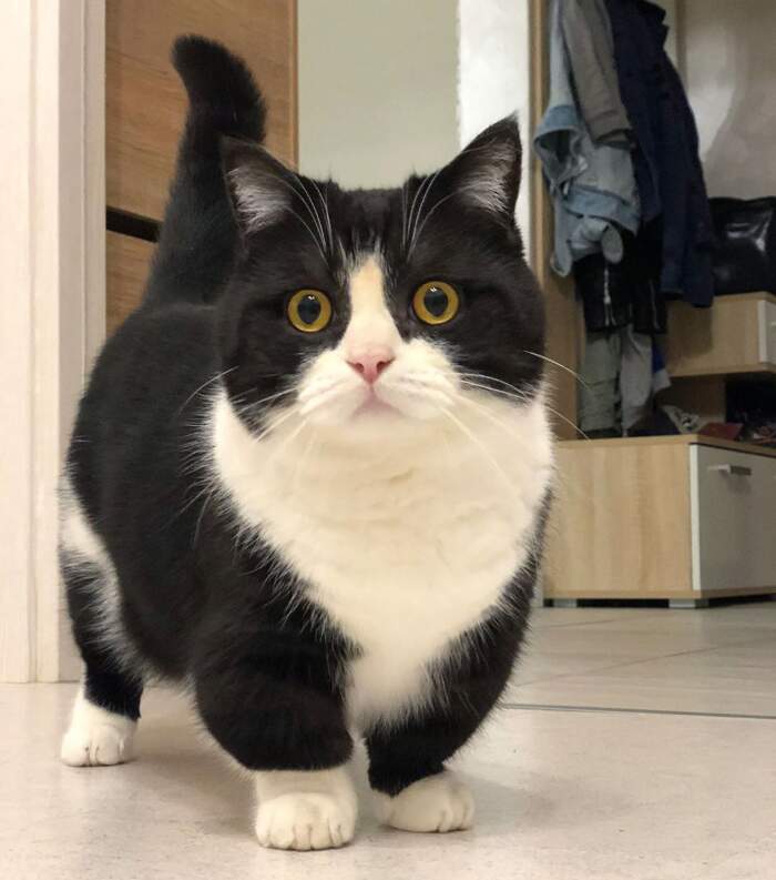 Manchester, l'adorabile gatto con le zampe corte