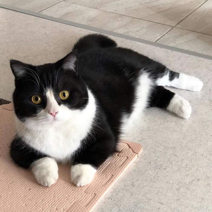 Manchester, l'adorabile gatto con le zampe corte