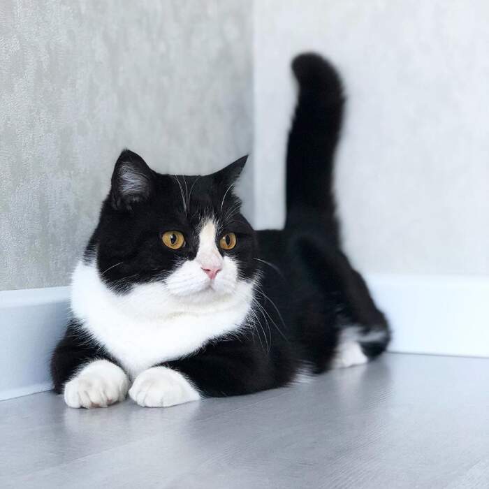 Manchester, l'adorabile gatto con le zampe corte