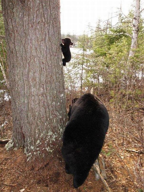 Foto divertenti animali prima volta Foto divertenti animali prima volta