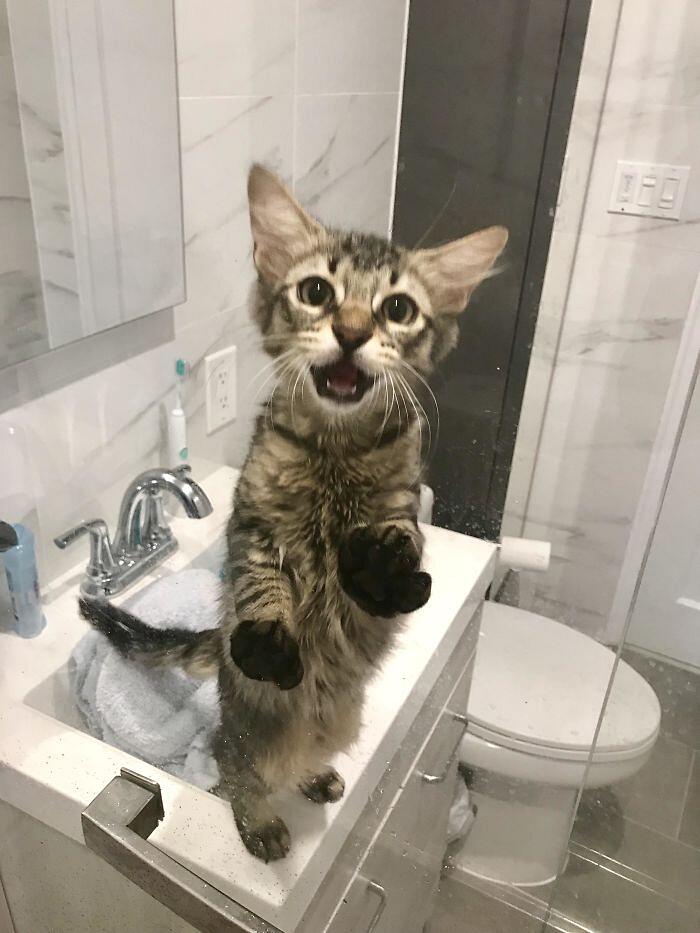 Foto divertenti gatti invadenti Foto divertenti gatti invadenti