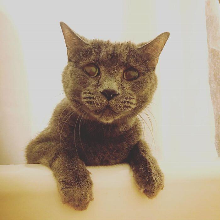 Foto divertenti gatti invadenti Foto divertenti gatti invadenti