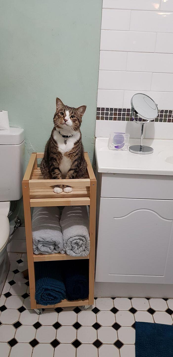 Foto divertenti gatti invadenti Foto divertenti gatti invadenti