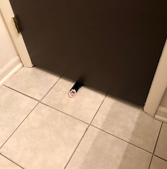 Foto divertenti gatti invadenti Foto divertenti gatti invadenti