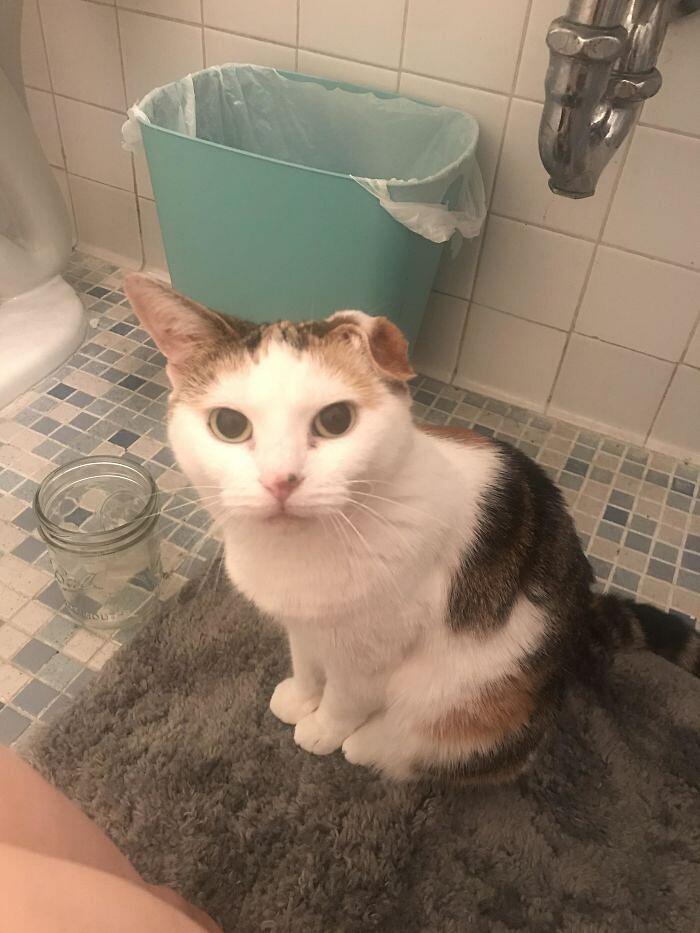 Foto divertenti gatti invadenti Foto divertenti gatti invadenti