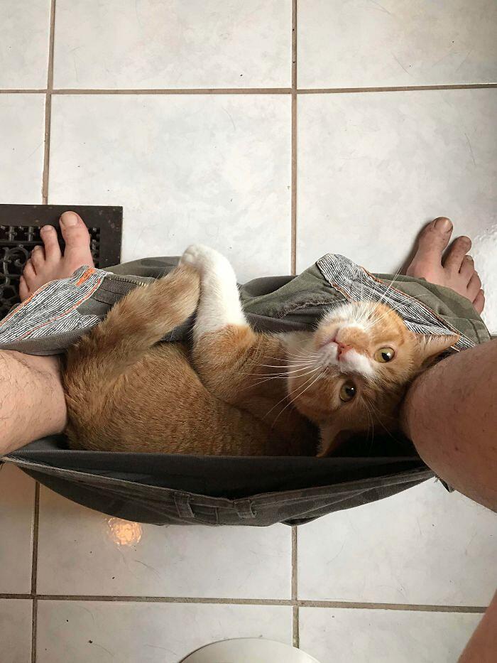 Foto divertenti gatti invadenti Foto divertenti gatti invadenti