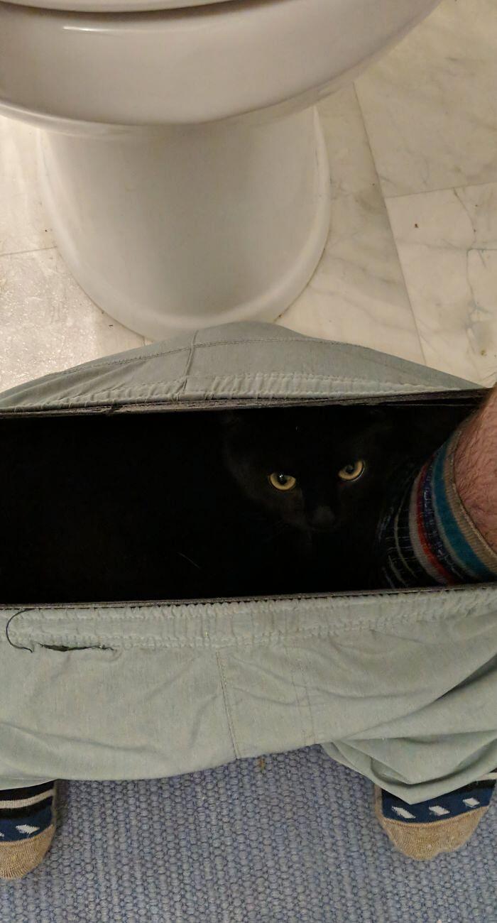 Foto divertenti gatti invadenti Foto divertenti gatti invadenti