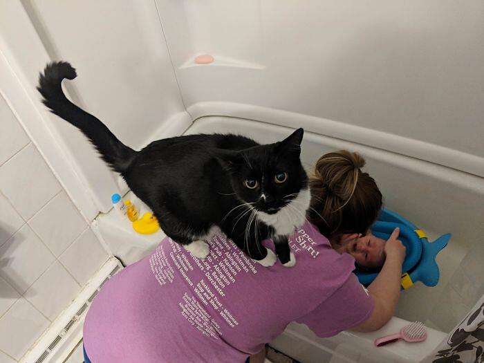 Foto divertenti gatti invadenti Foto divertenti gatti invadenti
