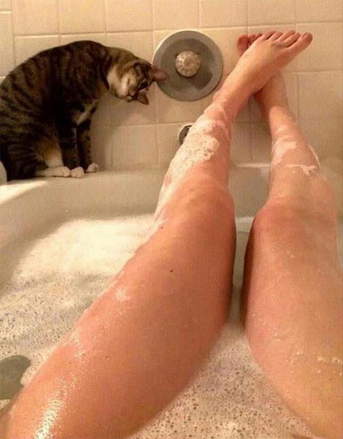 Foto divertenti gatti invadenti Foto divertenti gatti invadenti