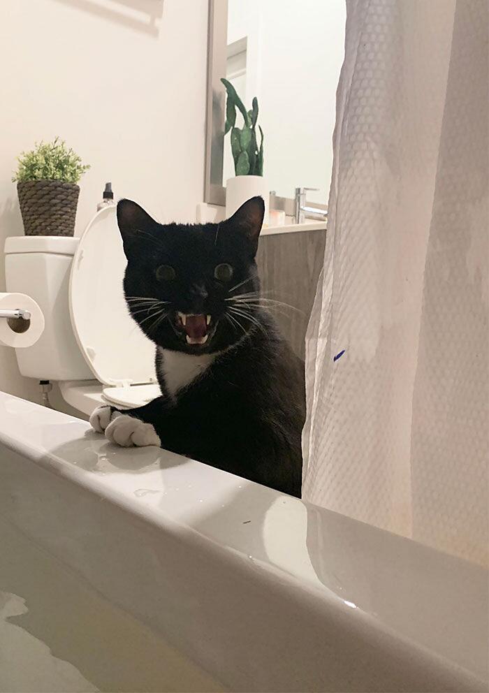Foto divertenti gatti invadenti Foto divertenti gatti invadenti
