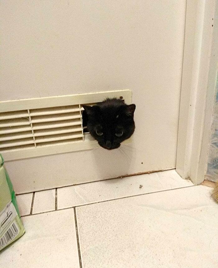 Foto divertenti gatti invadenti Foto divertenti gatti invadenti