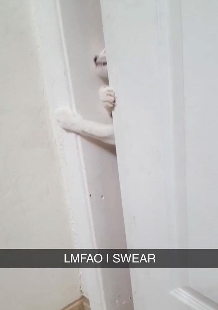 Foto divertenti gatti invadenti Foto divertenti gatti invadenti