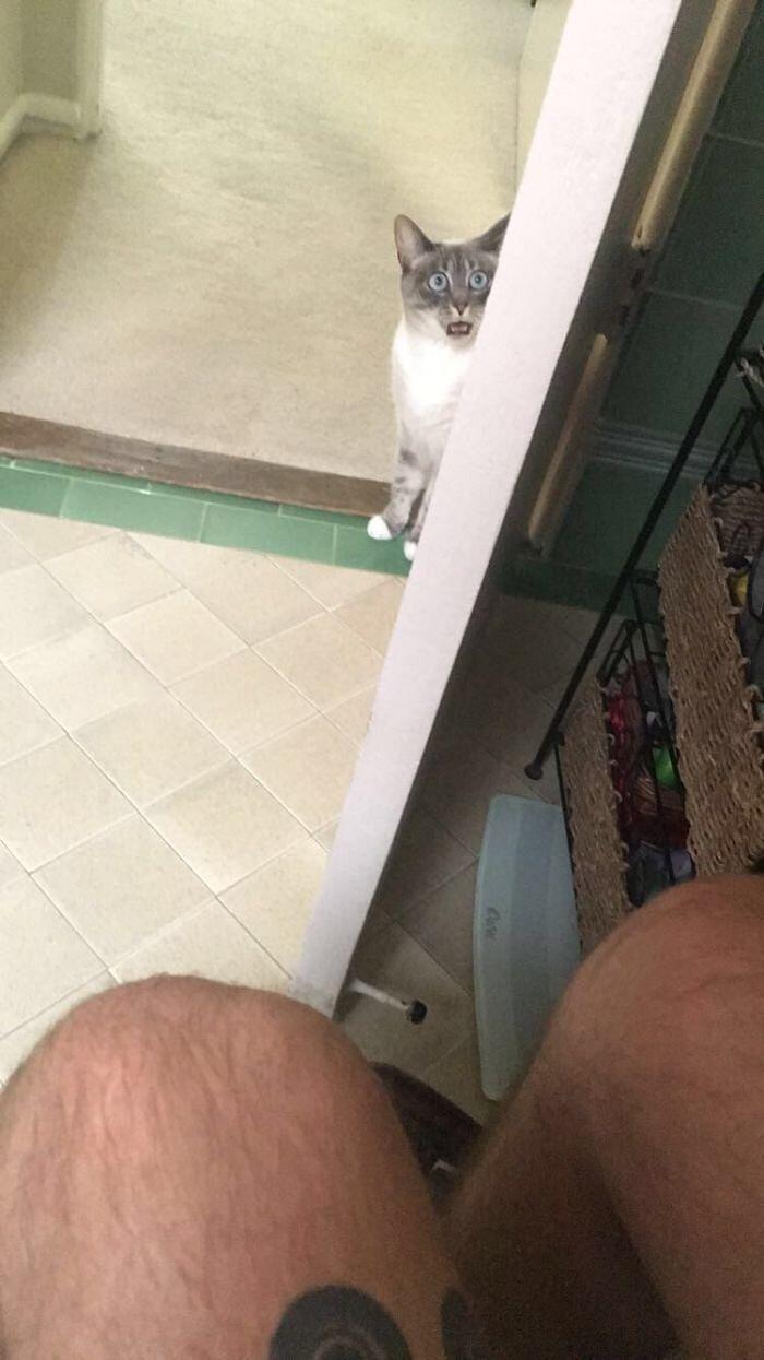 Foto divertenti gatti invadenti Foto divertenti gatti invadenti