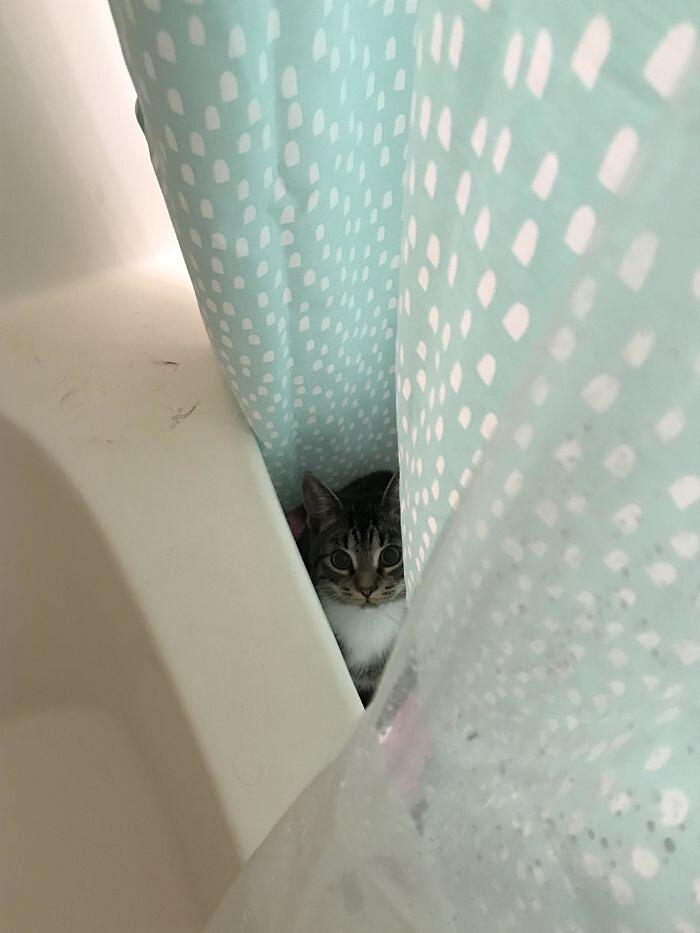 Foto divertenti gatti invadenti Foto divertenti gatti invadenti