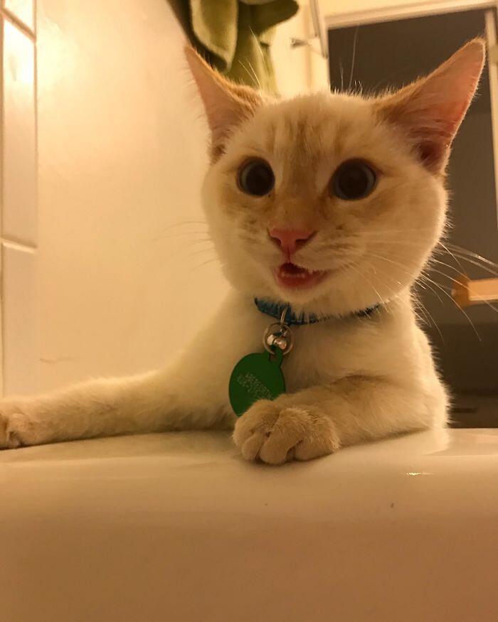 Foto divertenti gatti invadenti Foto divertenti gatti invadenti