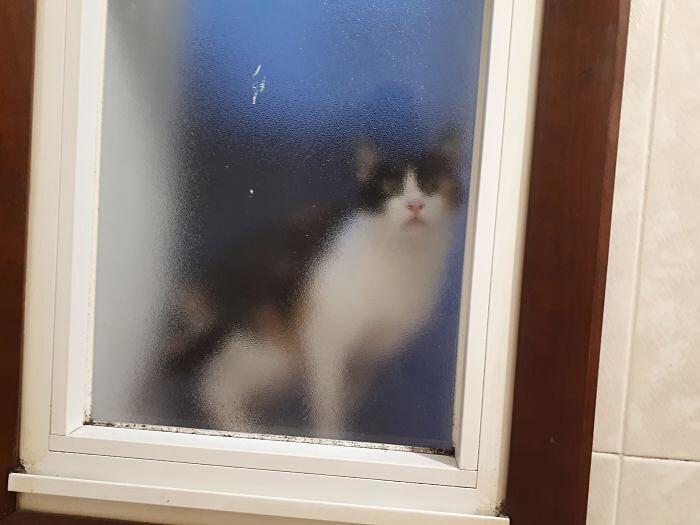 Foto divertenti gatti invadenti Foto divertenti gatti invadenti