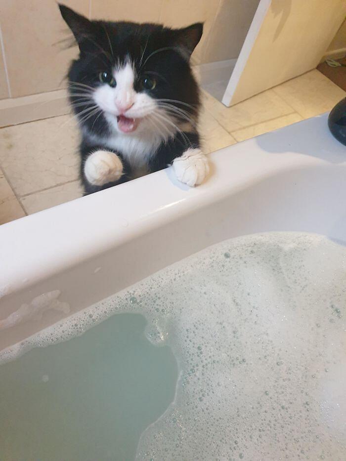 Foto divertenti gatti invadenti Foto divertenti gatti invadenti