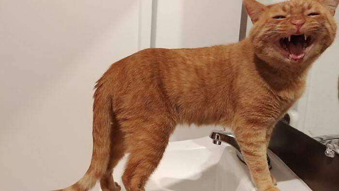 Foto divertenti gatti invadenti Foto divertenti gatti invadenti