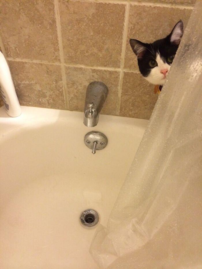 Foto divertenti gatti invadenti Foto divertenti gatti invadenti