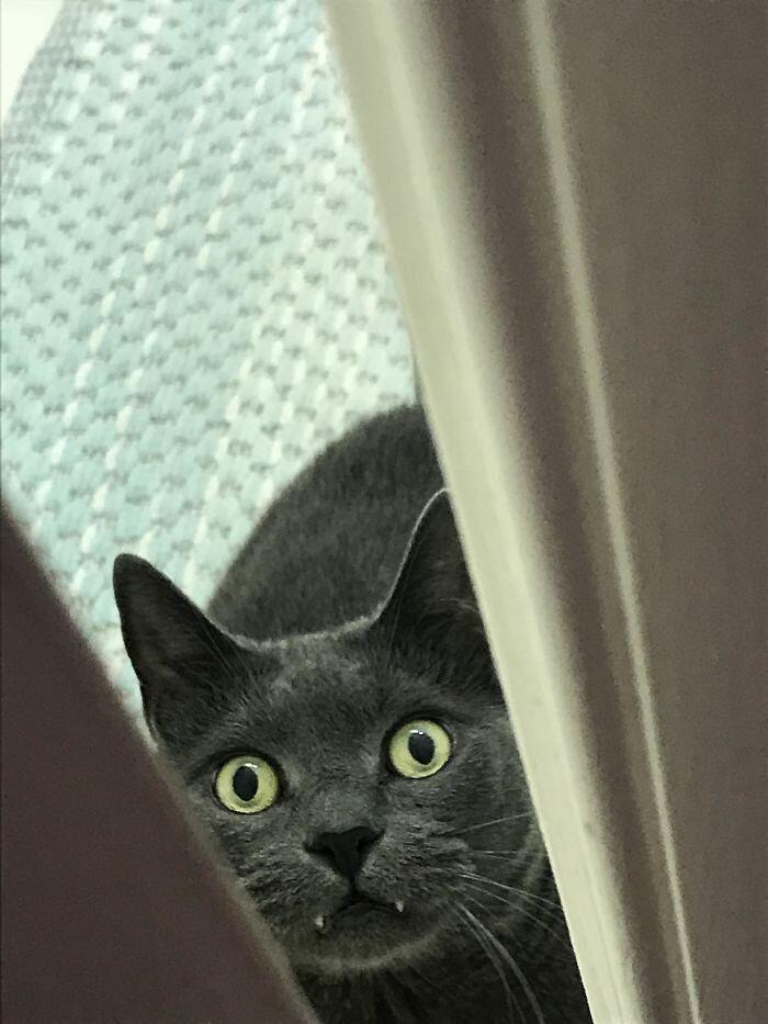 Foto divertenti gatti invadenti Foto divertenti gatti invadenti