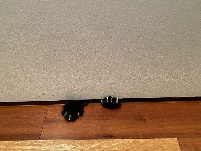 Foto divertenti gatti invadenti Foto divertenti gatti invadenti