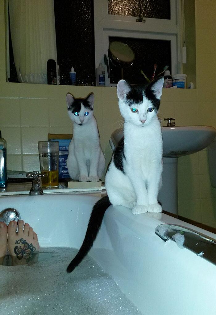 Foto divertenti gatti invadenti Foto divertenti gatti invadenti