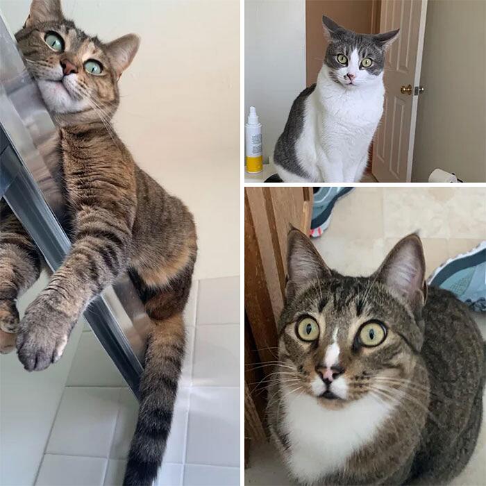 Foto divertenti gatti invadenti Foto divertenti gatti invadenti