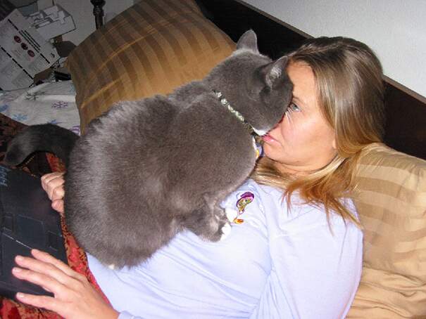 Nessun gatto comprende (o vuole comprendere) il tuo spazio personale Nessun gatto comprende (o vuole comprendere) il tuo spazio personale