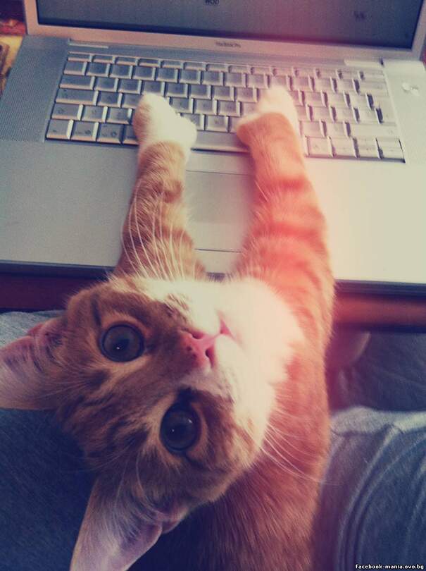 Su internet nessuno sa che sei un gatto, nessuno! Su internet nessuno sa che sei un gatto, nessuno!