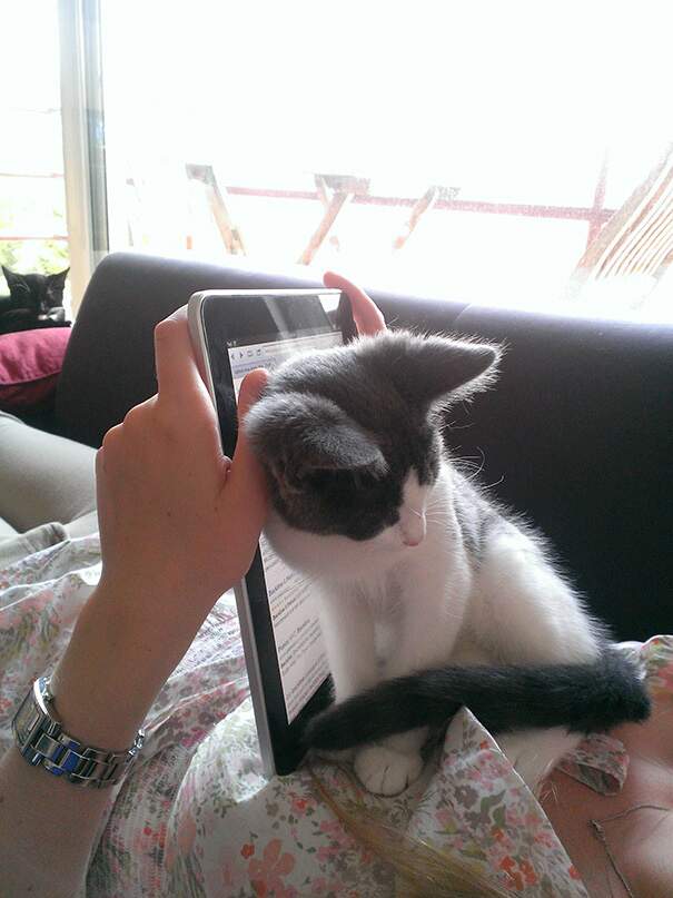 Smettila di usare quell'iPad, voglio attenzioni! Smettila di usare quell'iPad, voglio attenzioni!