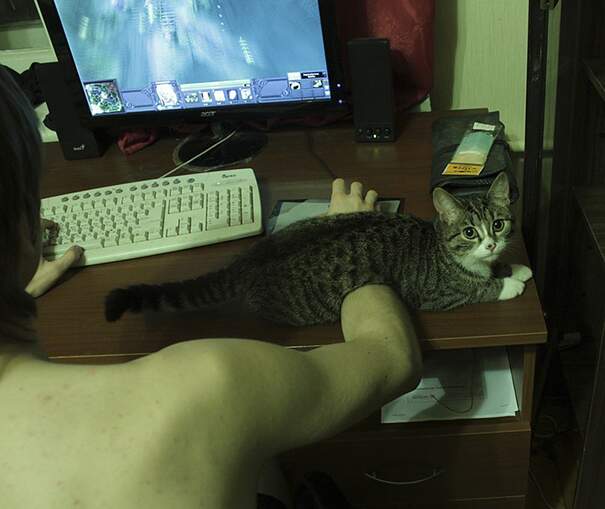 Un gatto si piazza ovunque decida di piazzarsi Un gatto si piazza ovunque decida di piazzarsi