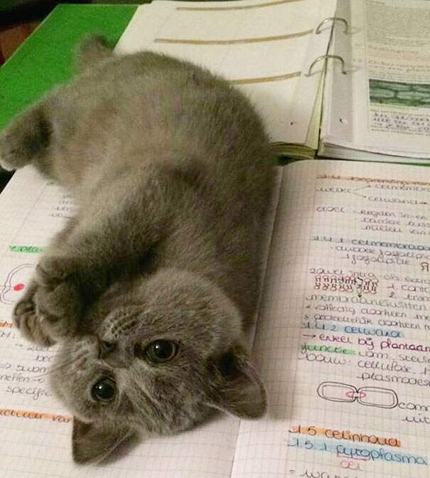 Basta studiare, ora giochi con me Basta studiare, ora giochi con me