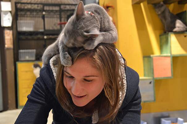 Quando il tuo gatto pensa che tu abbia bisogno di un cappello Quando il tuo gatto pensa che tu abbia bisogno di un cappello