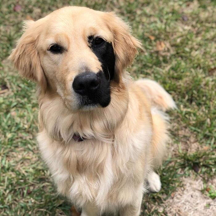 Golden retriever rara mutazione genetica Enzo Viola Golden retriever rara mutazione genetica Enzo Viola