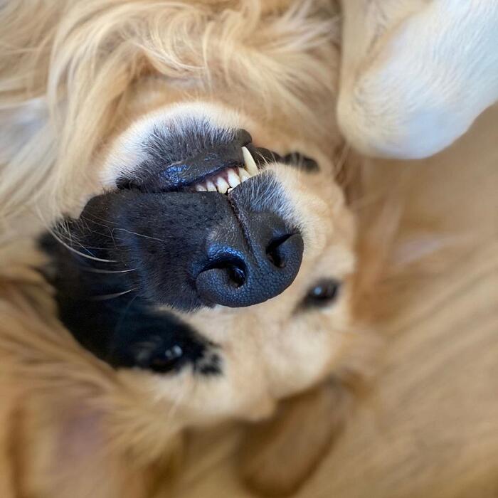 Golden retriever rara mutazione genetica Enzo Viola Golden retriever rara mutazione genetica Enzo Viola