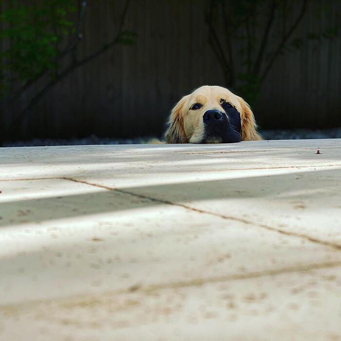 Golden retriever rara mutazione genetica Enzo Viola Golden retriever rara mutazione genetica Enzo Viola