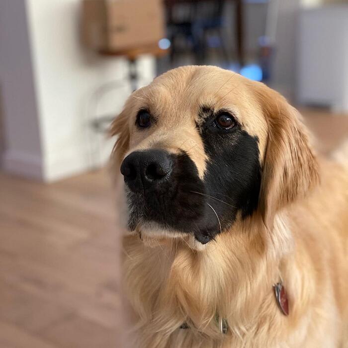Golden retriever rara mutazione genetica Enzo Viola Golden retriever rara mutazione genetica Enzo Viola