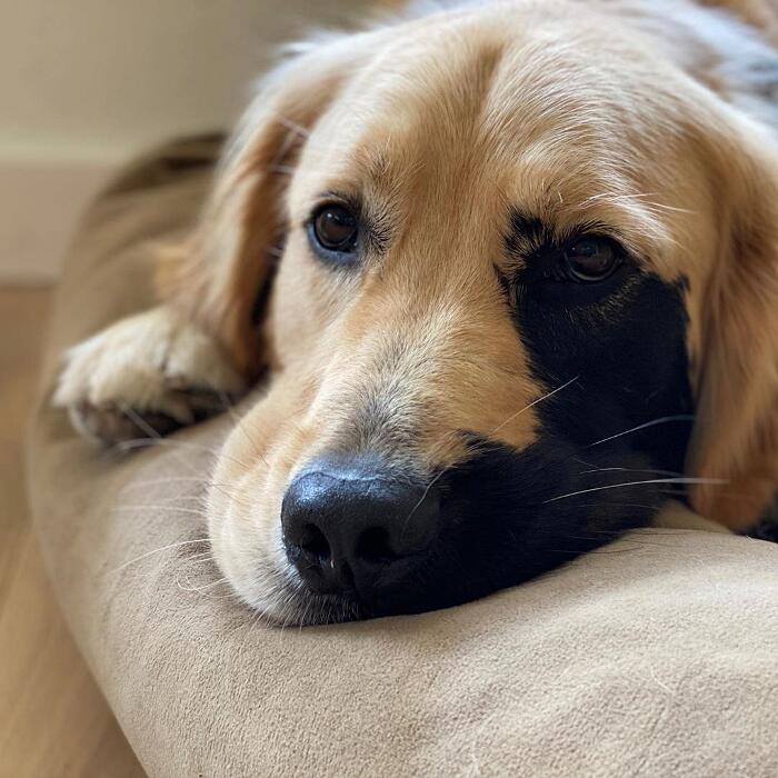 Golden retriever rara mutazione genetica Enzo Viola Golden retriever rara mutazione genetica Enzo Viola