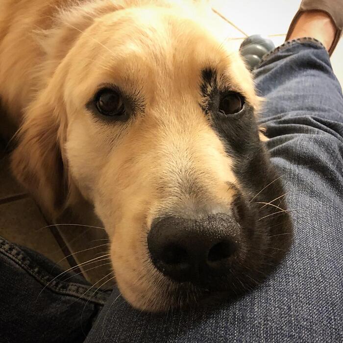 Golden retriever rara mutazione genetica Enzo Viola Golden retriever rara mutazione genetica Enzo Viola
