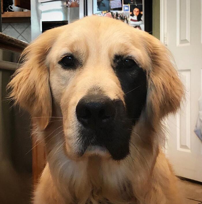 Golden retriever rara mutazione genetica Enzo Viola Golden retriever rara mutazione genetica Enzo Viola