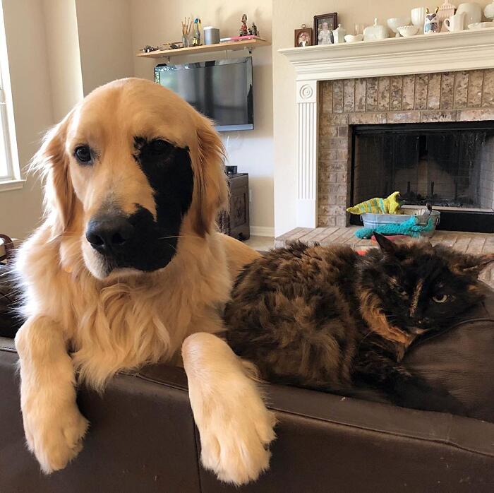 Golden retriever rara mutazione genetica Enzo Viola Golden retriever rara mutazione genetica Enzo Viola