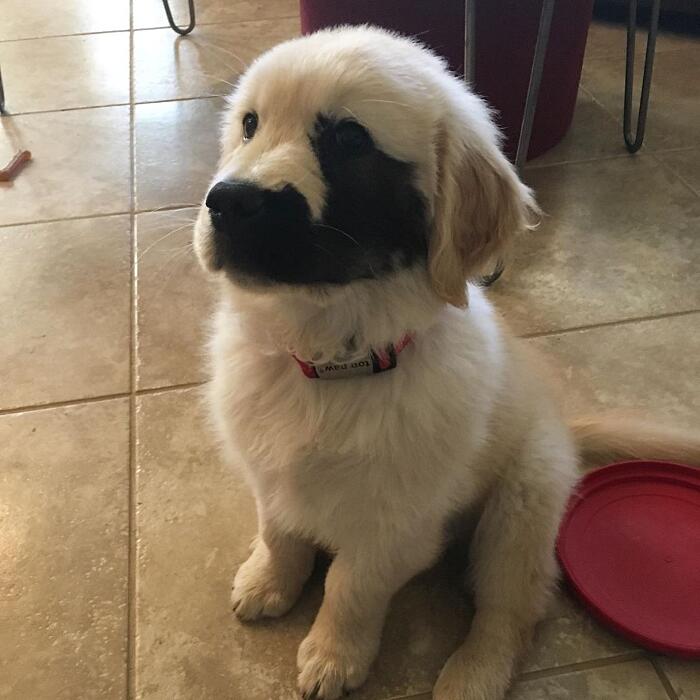 Golden retriever rara mutazione genetica Enzo Viola Golden retriever rara mutazione genetica Enzo Viola