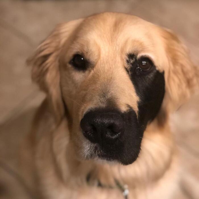 Golden retriever rara mutazione genetica Enzo Viola Golden retriever rara mutazione genetica Enzo Viola