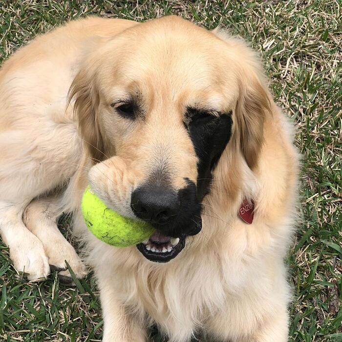 Golden retriever rara mutazione genetica Enzo Viola Golden retriever rara mutazione genetica Enzo Viola